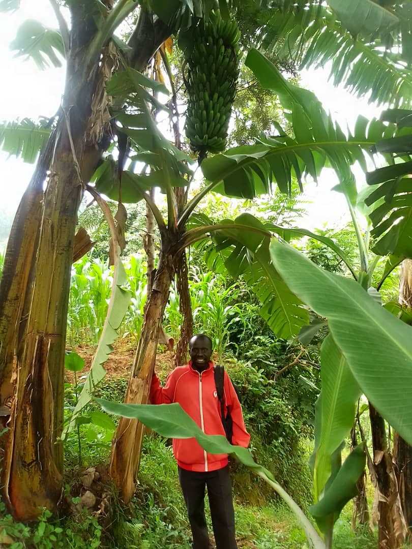 TRIP members' modern banana plantation in Rwaza Sector